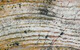 Strelley Pool Stromatolite - Oldest Known Life ( Billion Years) #22482-1